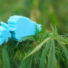 Матрас Mr.Mattress Sativa L 