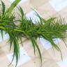 Матрас Mr.Mattress Sativa L 